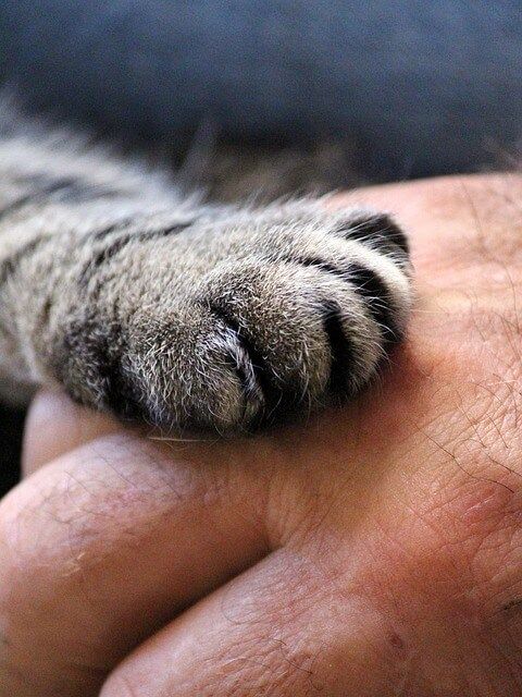 cats-paw-1375792_640