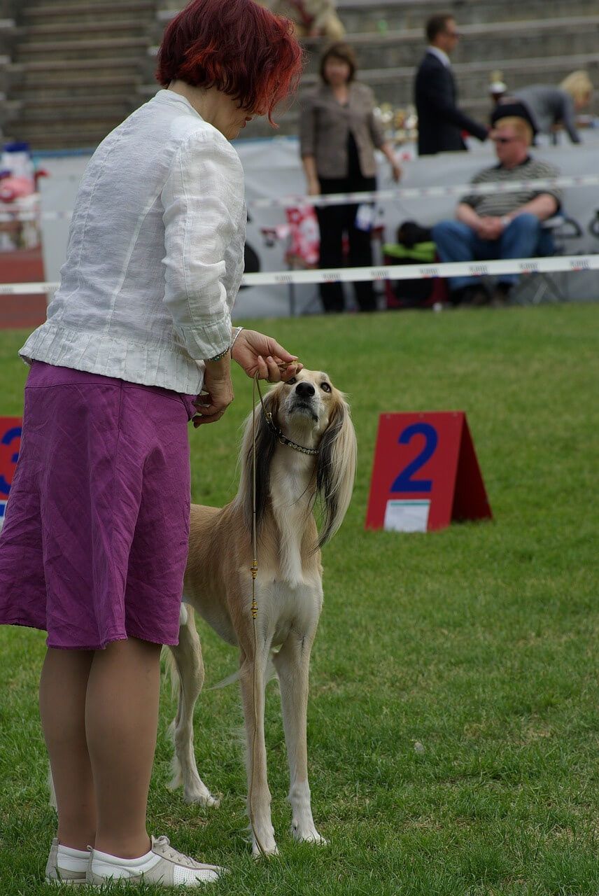 Show Dogs Are Awesome