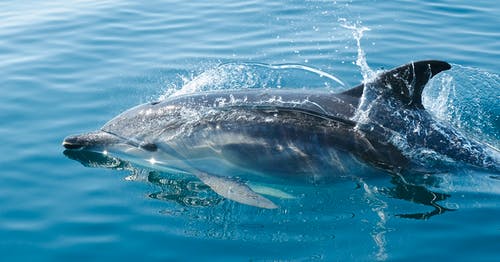 dolphin tale