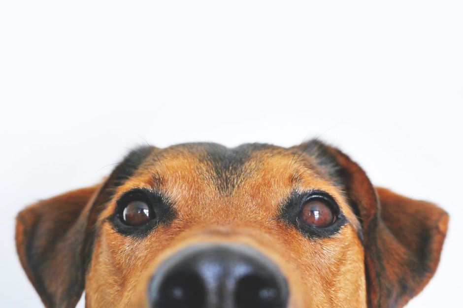 animals see ghosts