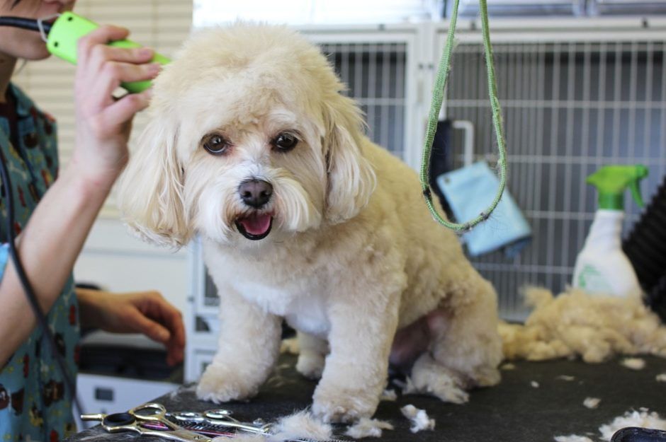 pet stylist