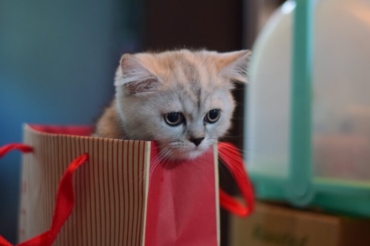 pets as gifts cat