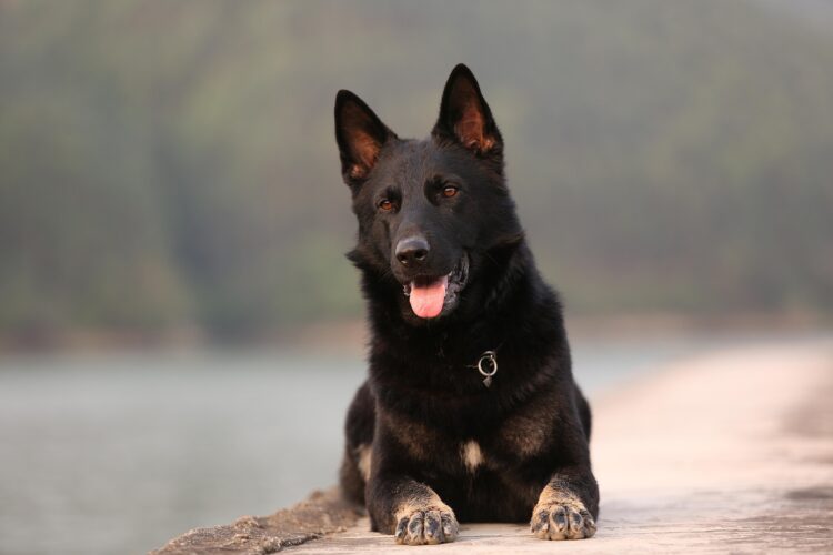 angel with a tail gsd