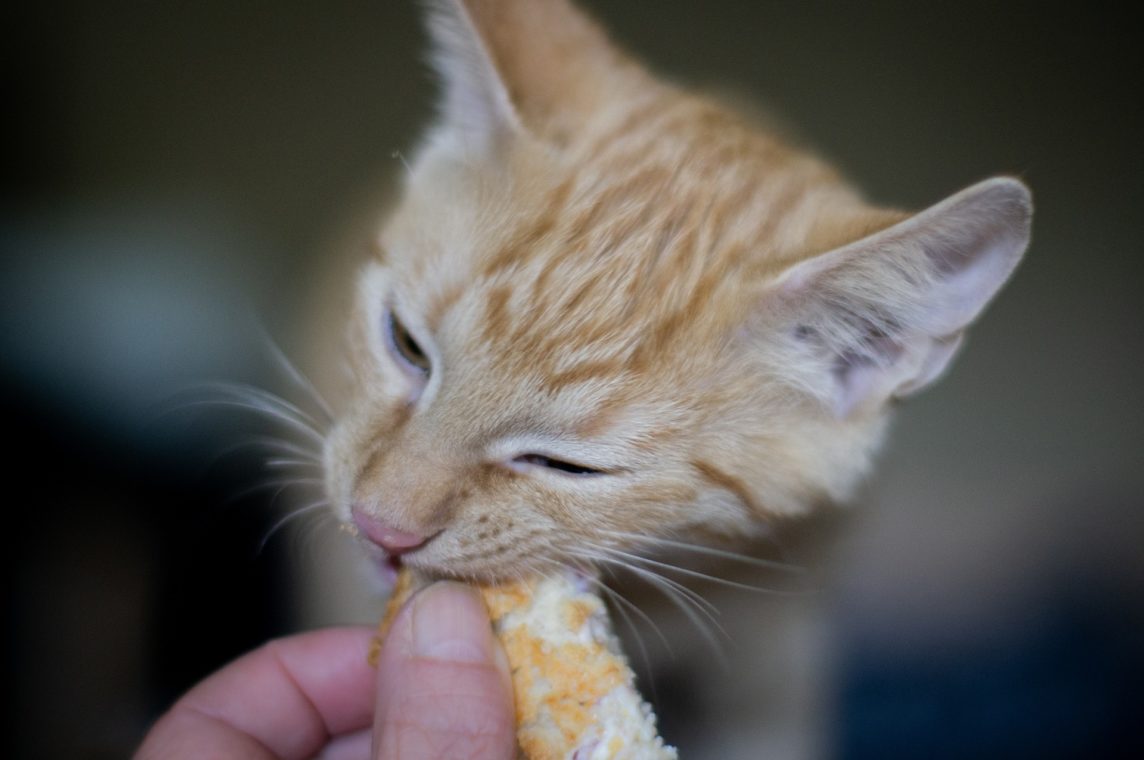Why Choose A Raw Cat Food Diet Val Heart