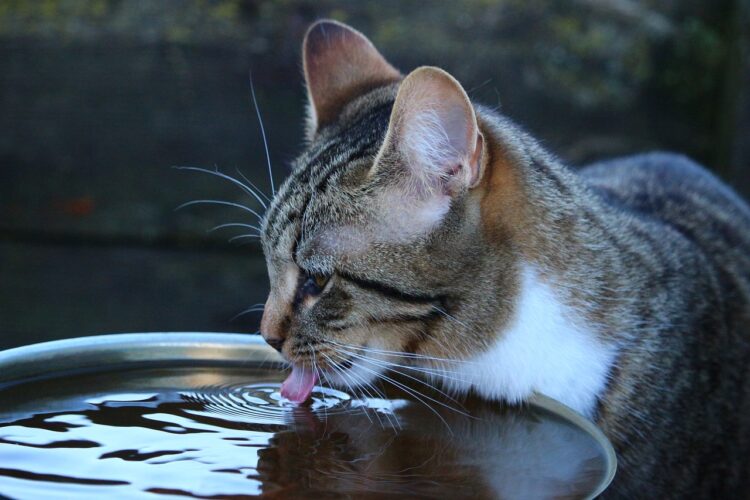 importance of clean water cat