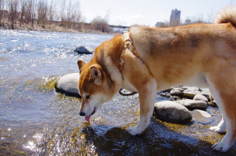 importance of clean water dog