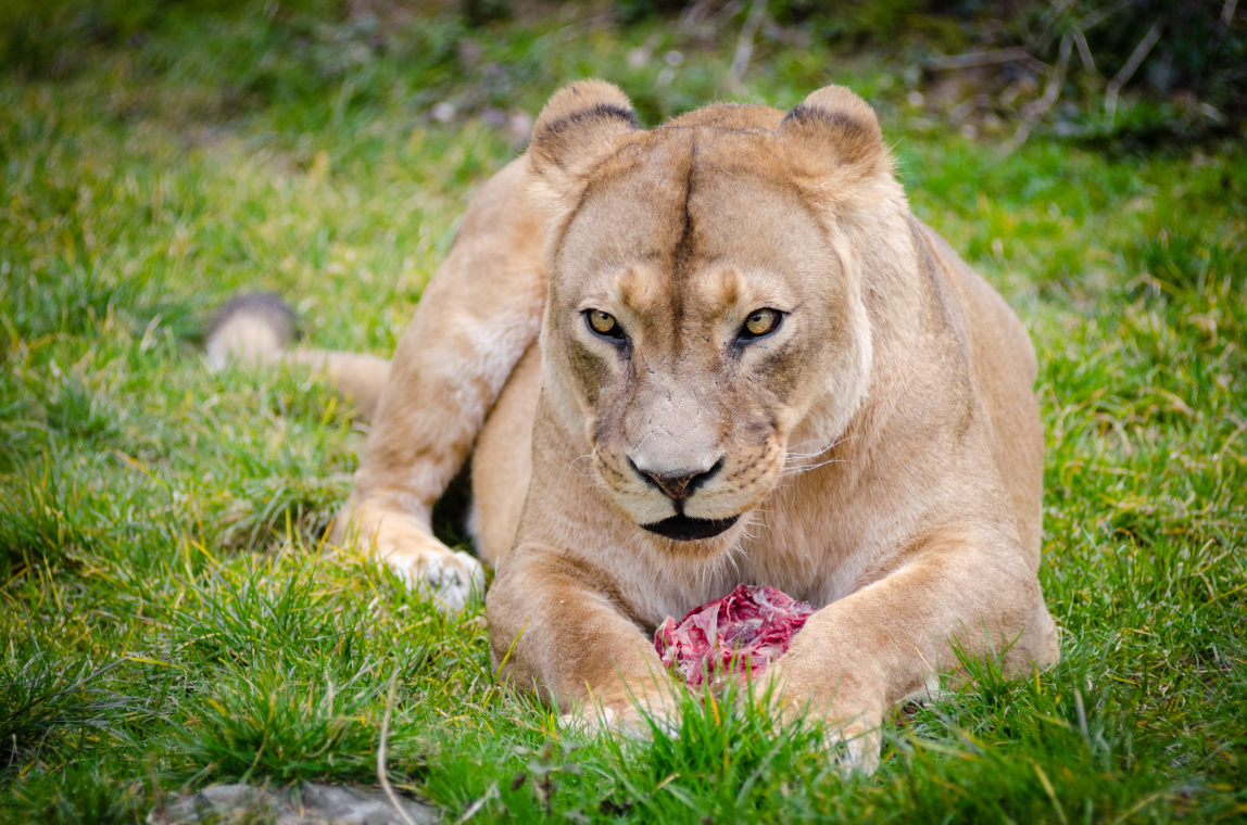 lioness with meat