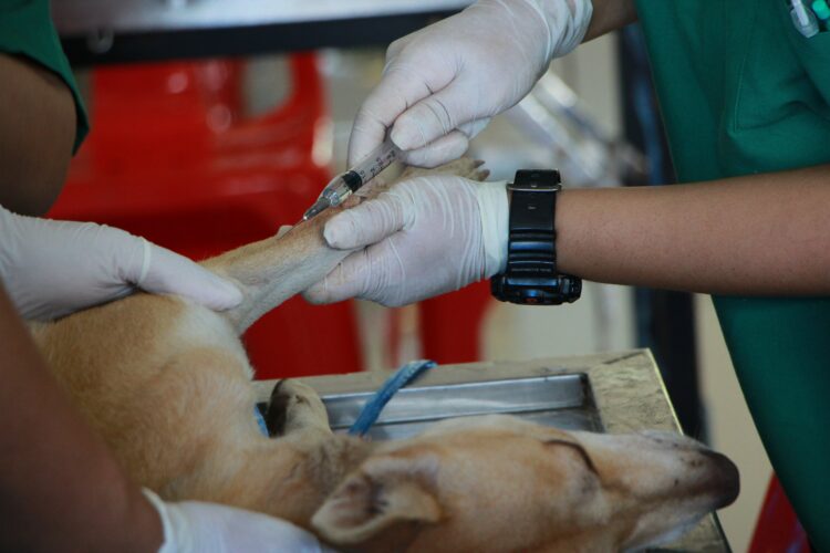 vaccines for dogs injection