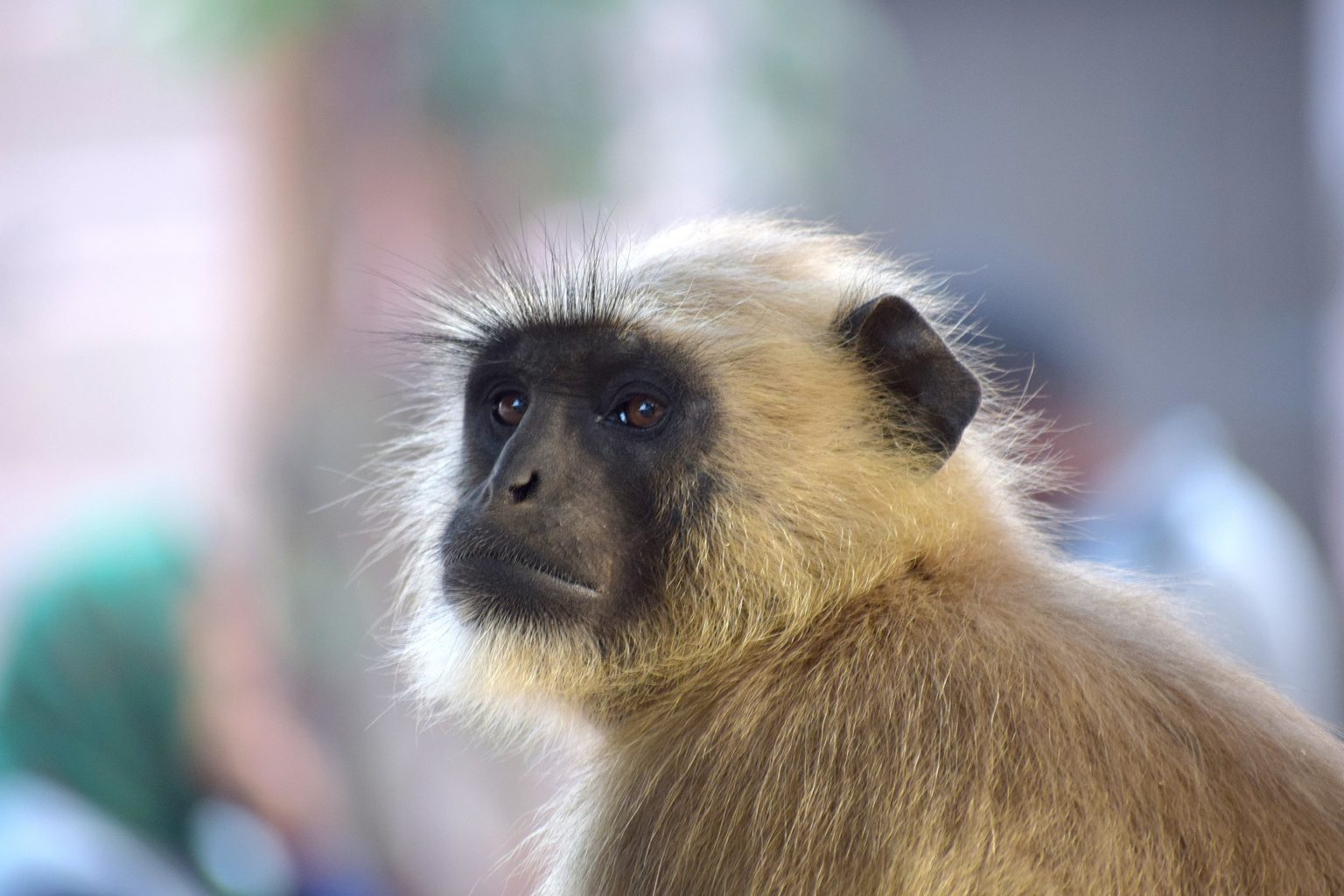 Gibbon Rescue and Conservation on The Real Dr. Doolittle Show™