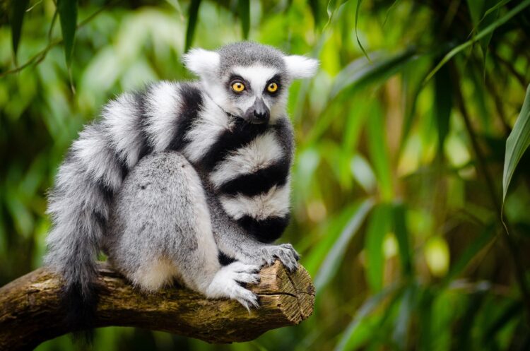 communicate with animals lemur