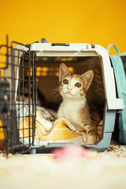 moving with your pet carrier