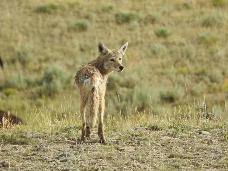 moving with your pet coyote