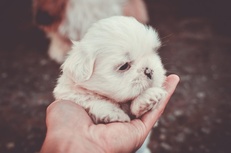 new puppy white