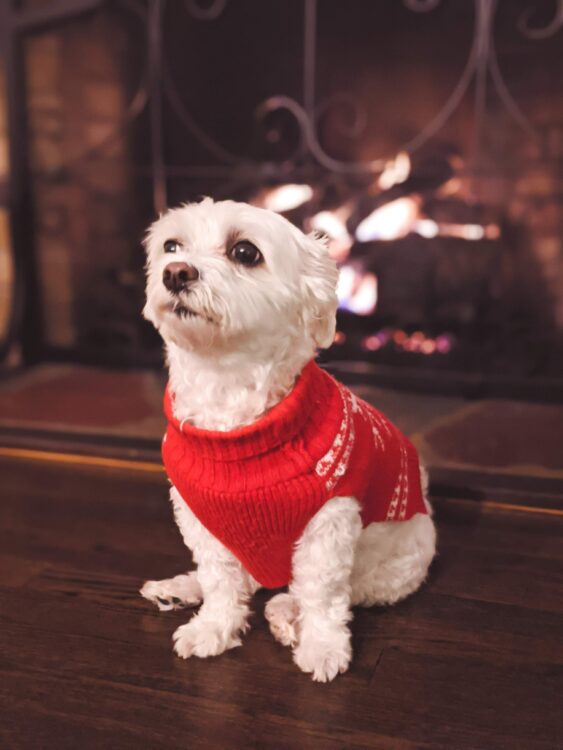 dog sweaters (1)