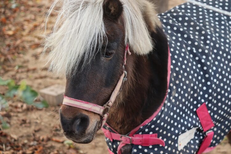 horse blanket pony