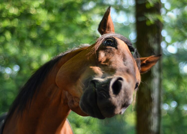deworming horse