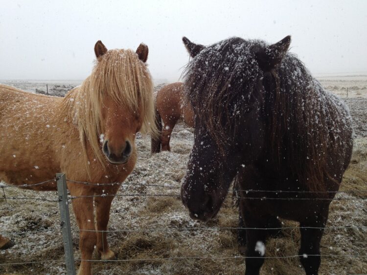 herd in iceland 3