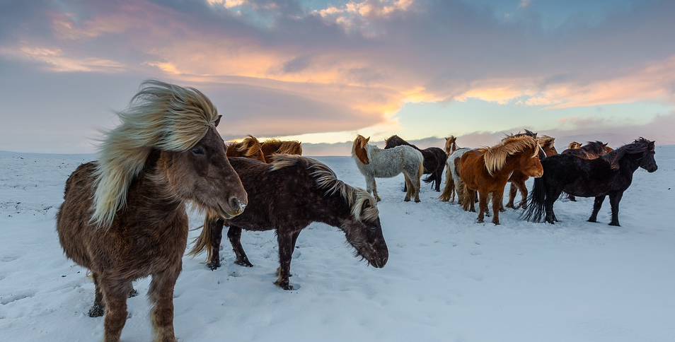 herd in iceland
