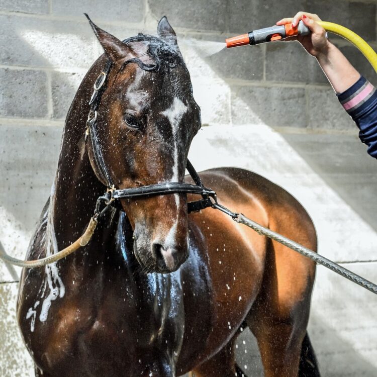 horse and rider spa treatments shampoo