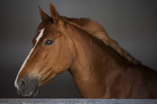 horse and rider spa treatments