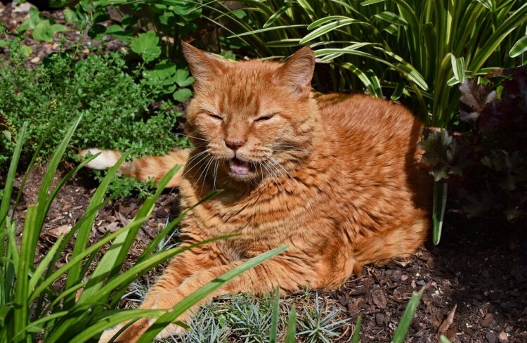 aging cat ginger