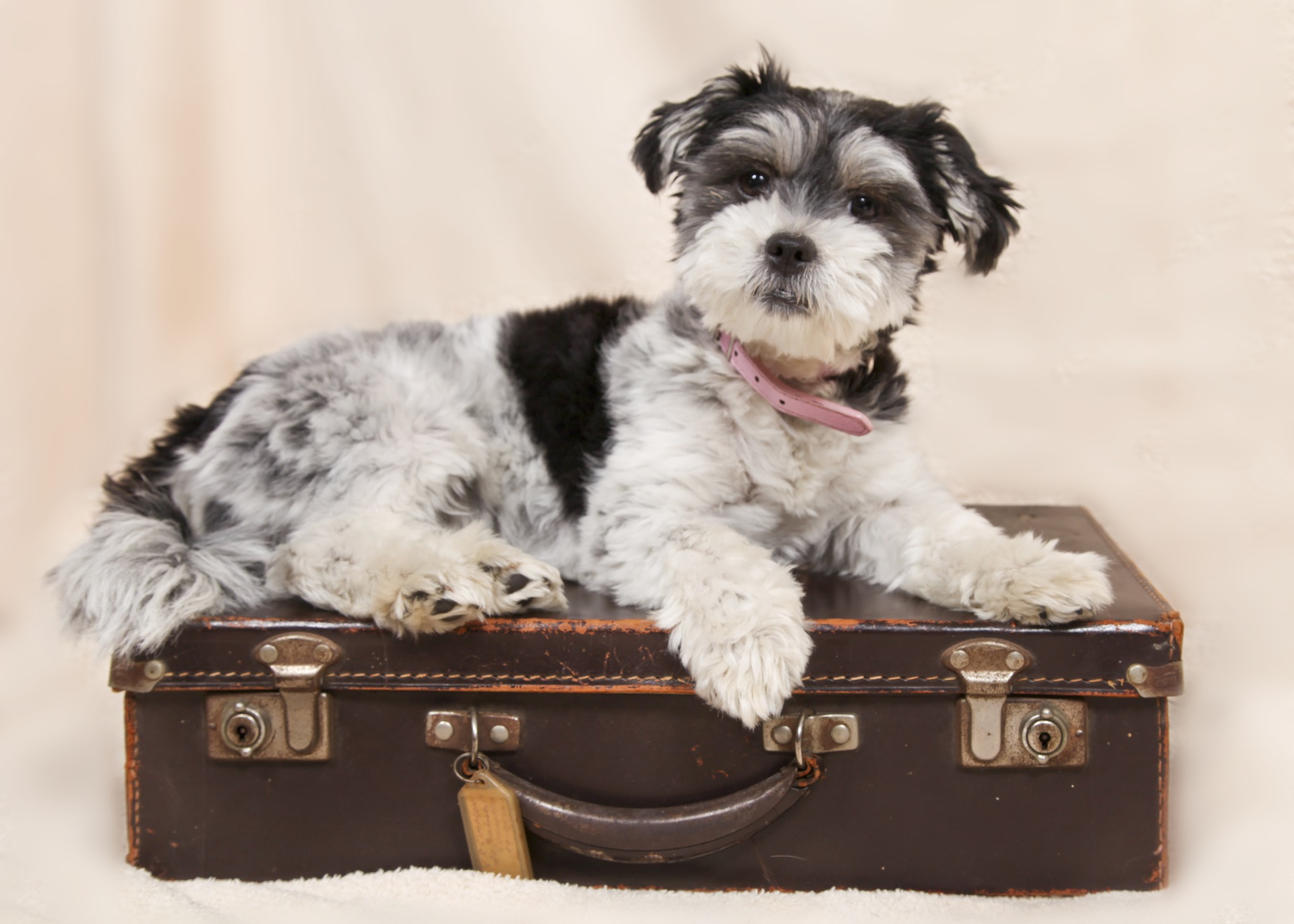 7 Fun Pet Friendly Vacation Destinations Val Heart