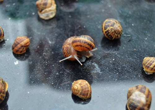 snails