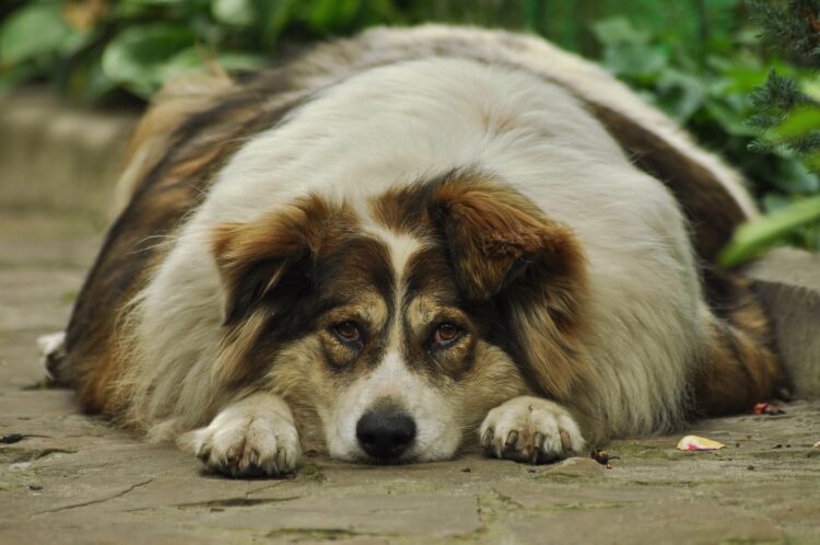 pet obesity