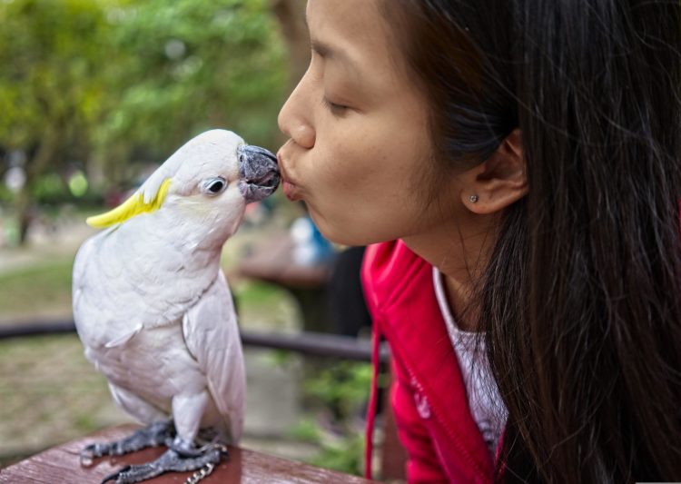 animal communicator