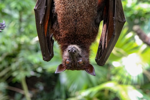 saving bats