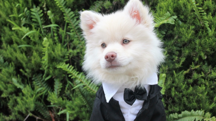 pet in your wedding