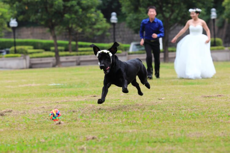 pet in your wedding dog