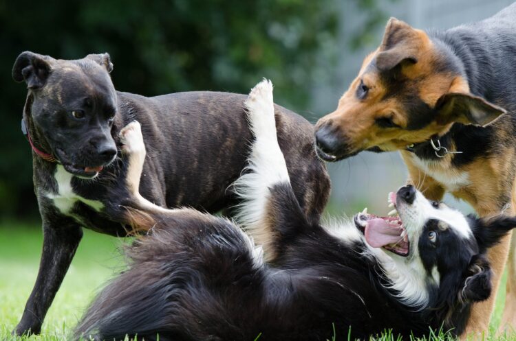 bad behavior in dogs 3 dogs