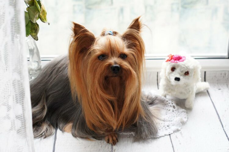 best dog breeds for apartment - yorkie
