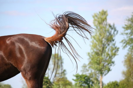 Understanding Your Horse's Tail - Val Heart