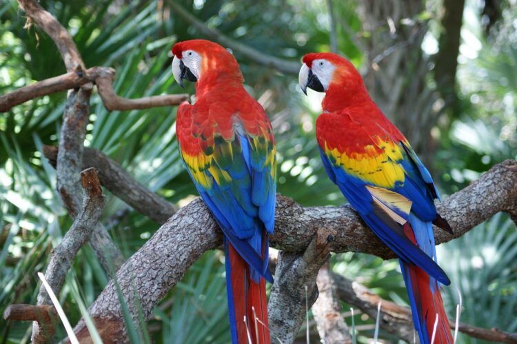 unadoptable parrots