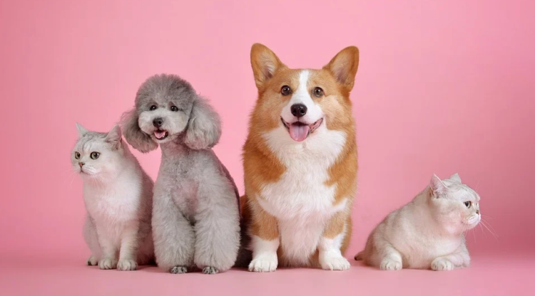 how to talk to animals