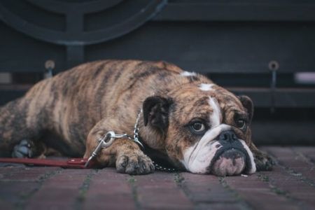 pet lose weight