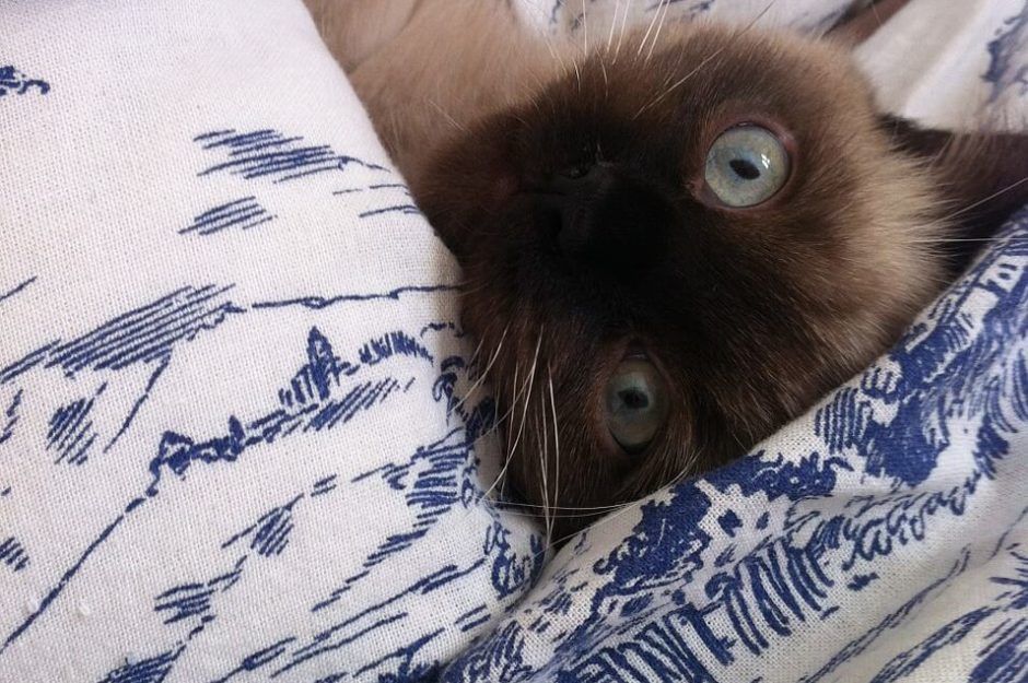 share your bed with a cat