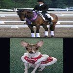 horse whisperer helps horse and dog