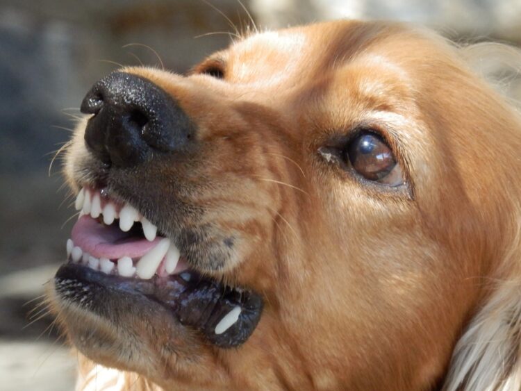 dog aggression