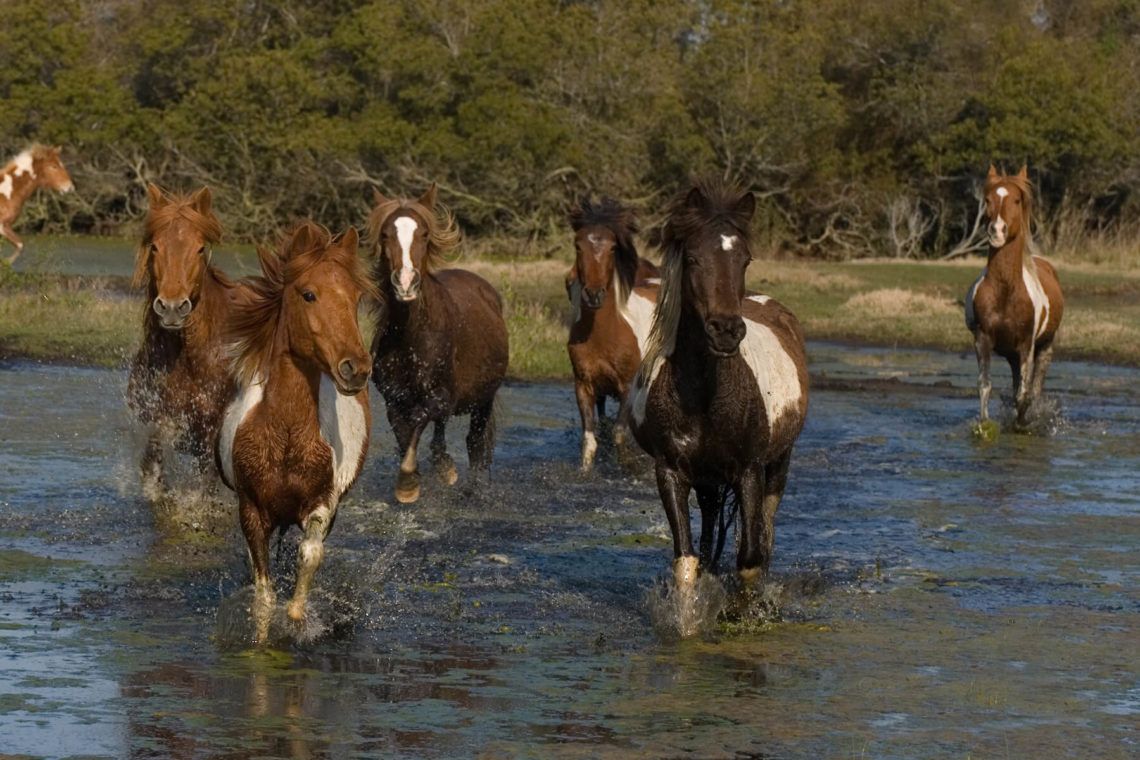 Chincoteague ponies