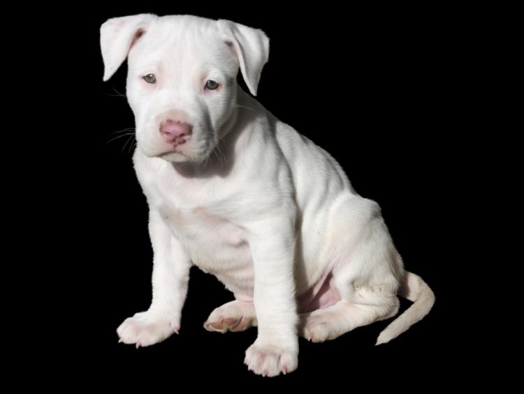 pit bull puppy