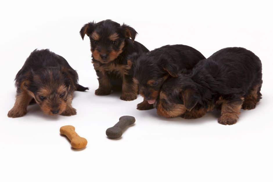 best Feeding Method for your dog