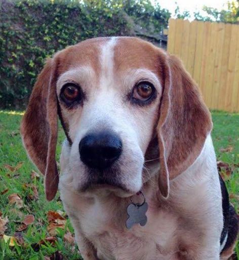 Beagle Snoopy BodyTalk for animals healing