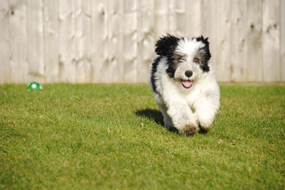 dog-run
