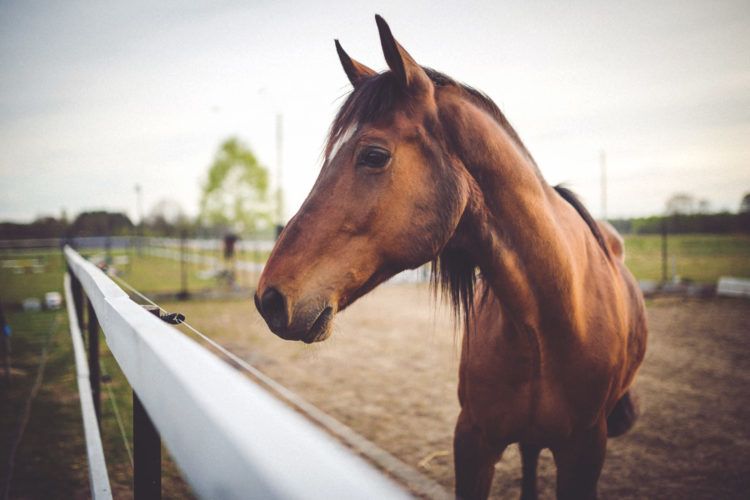 horse whispering solves problems with horses