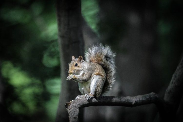 animal communication squirrel