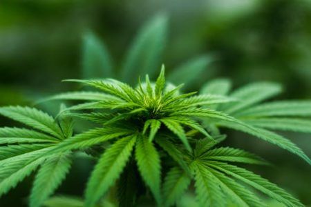 Hemp