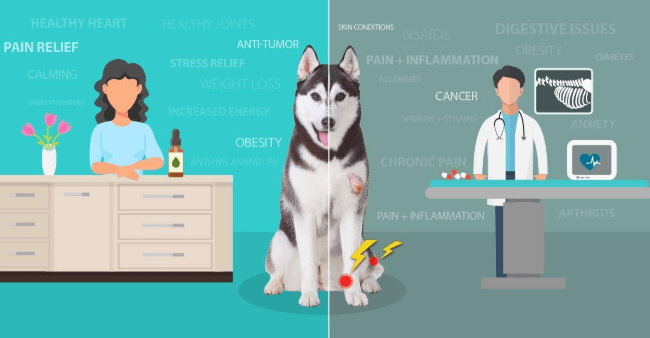 Endocannabinoid System in dogs
